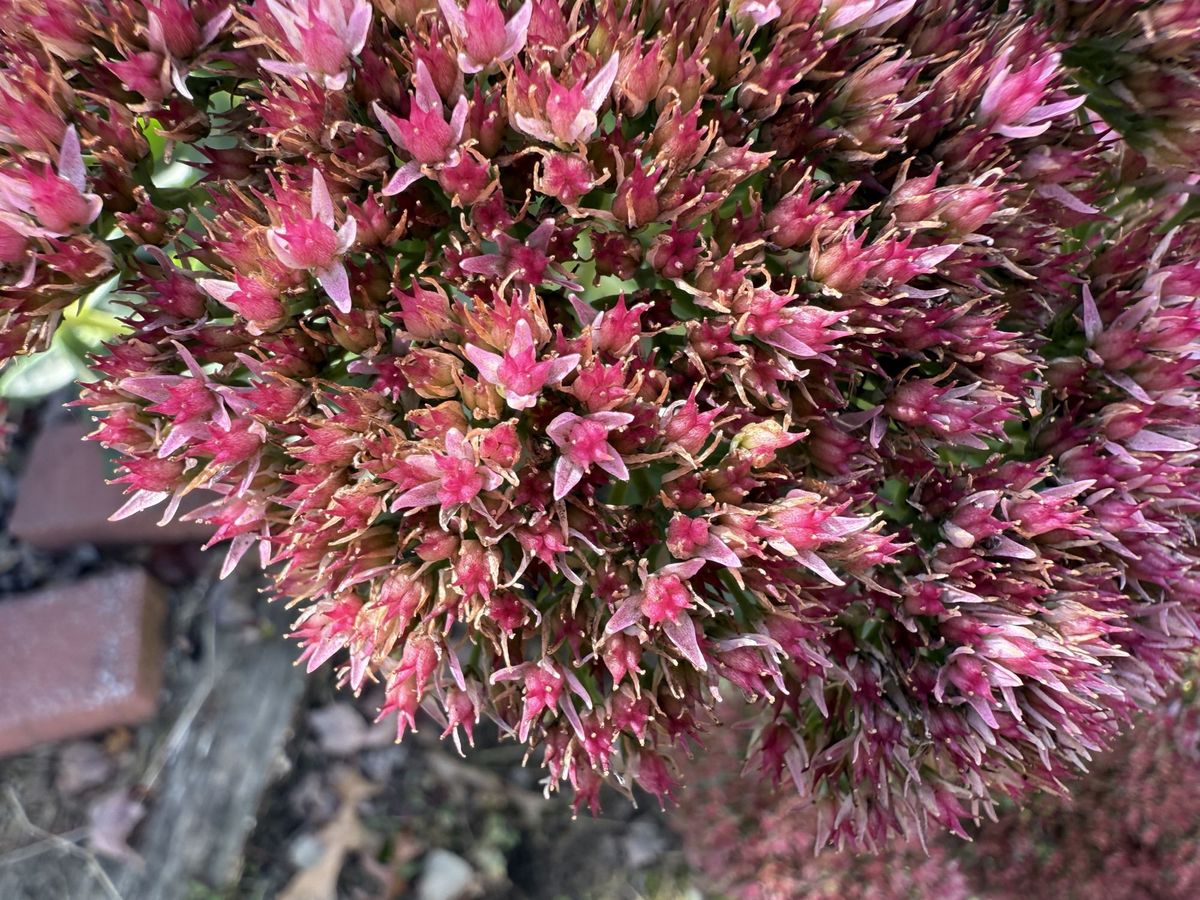 Apple iPhone 16 Pro Max Macro Sample.