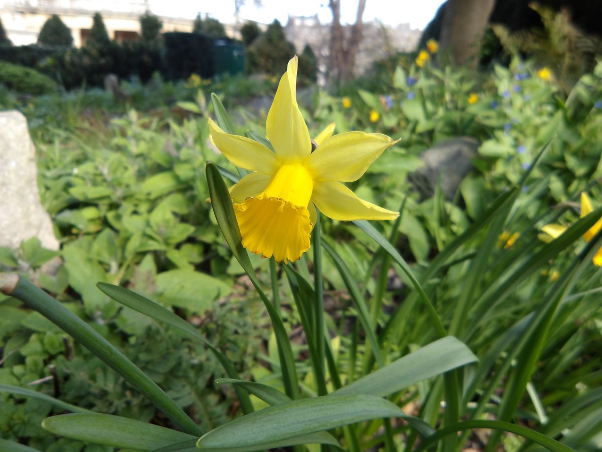 Image of daffodil taken on Pentax WG-1000.