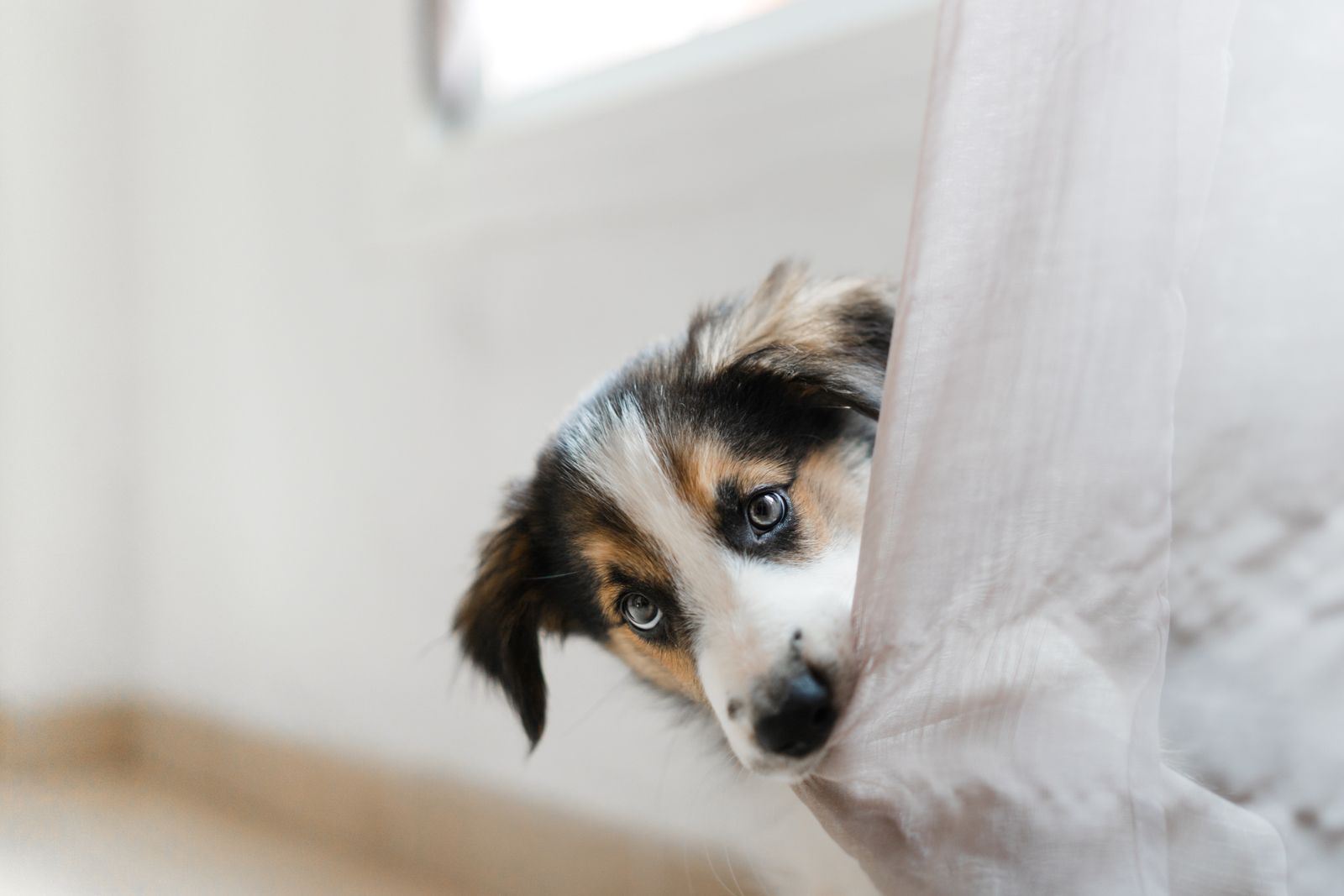 View of How to stop a dog nipping or biting when it's excited | Country Life