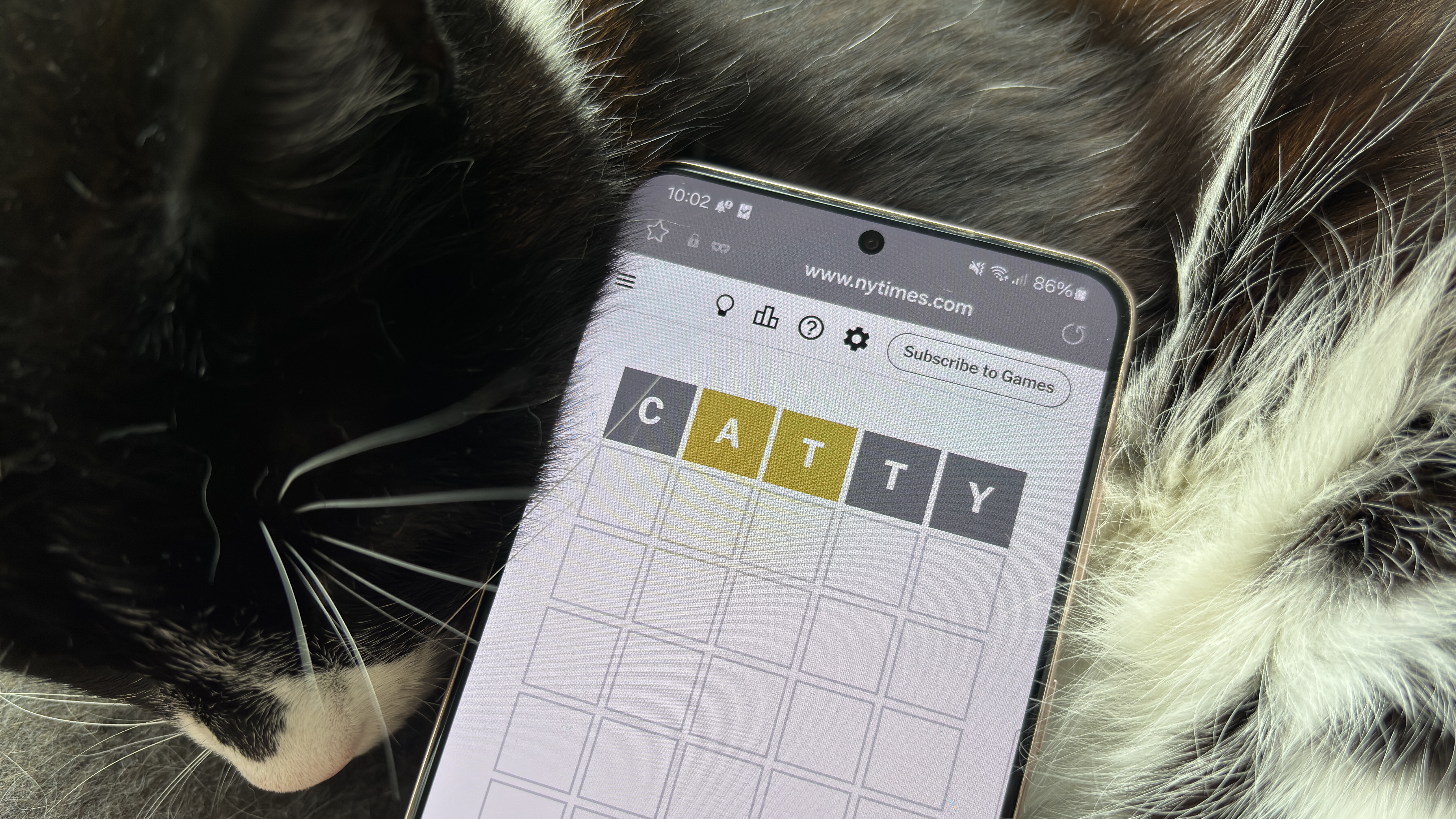 A phone displaying Wordle, laid on top of a sleeping cat