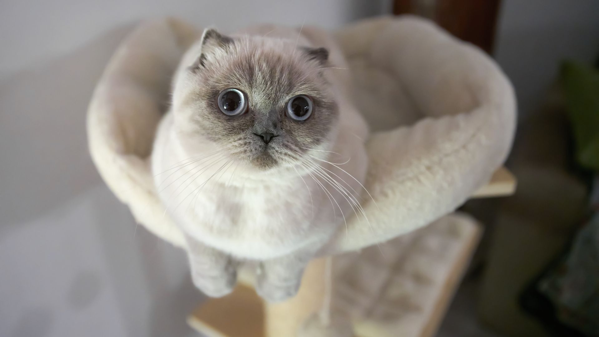 wide-eyed, round faced white cat with squashed ear