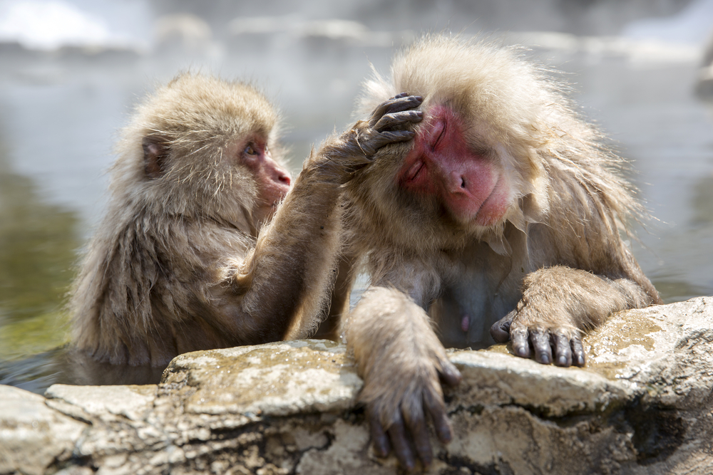 Top 100 + 3 types of animal hair - polarrunningexpeditions