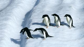 Penguins on an Antarctic iceberg.