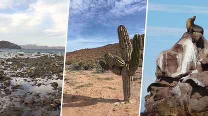 Cloud, Rock, Formation, Bedrock, Cumulus, Coast, Badlands, Shore, Cactus, Wetland, 