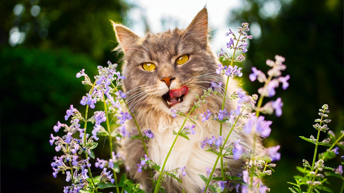 My Cats Adore These Three Garden Plants and That Makes Me So Happy