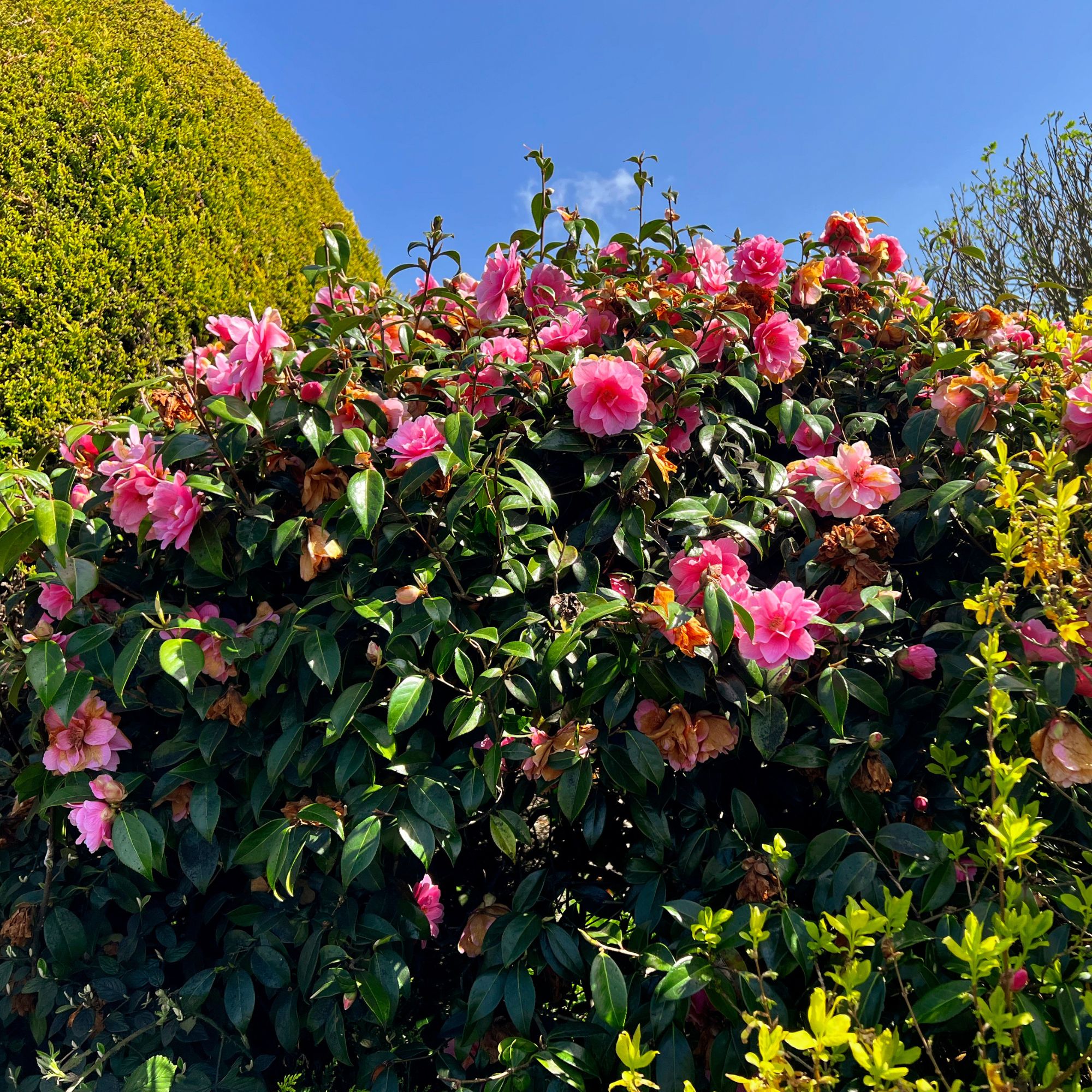 Camellias in full bloom against a blue sky