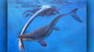 Mosasaurs in the Platecarpus genus, like the one pictured here, have blunter, broader heads than the newly described species, which has an elongated snout like a crocodile's.