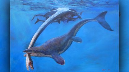 Mosasaurs in the Platecarpus genus, like the one pictured here, have blunter, broader heads than the newly described species, which has an elongated snout like a crocodile's.