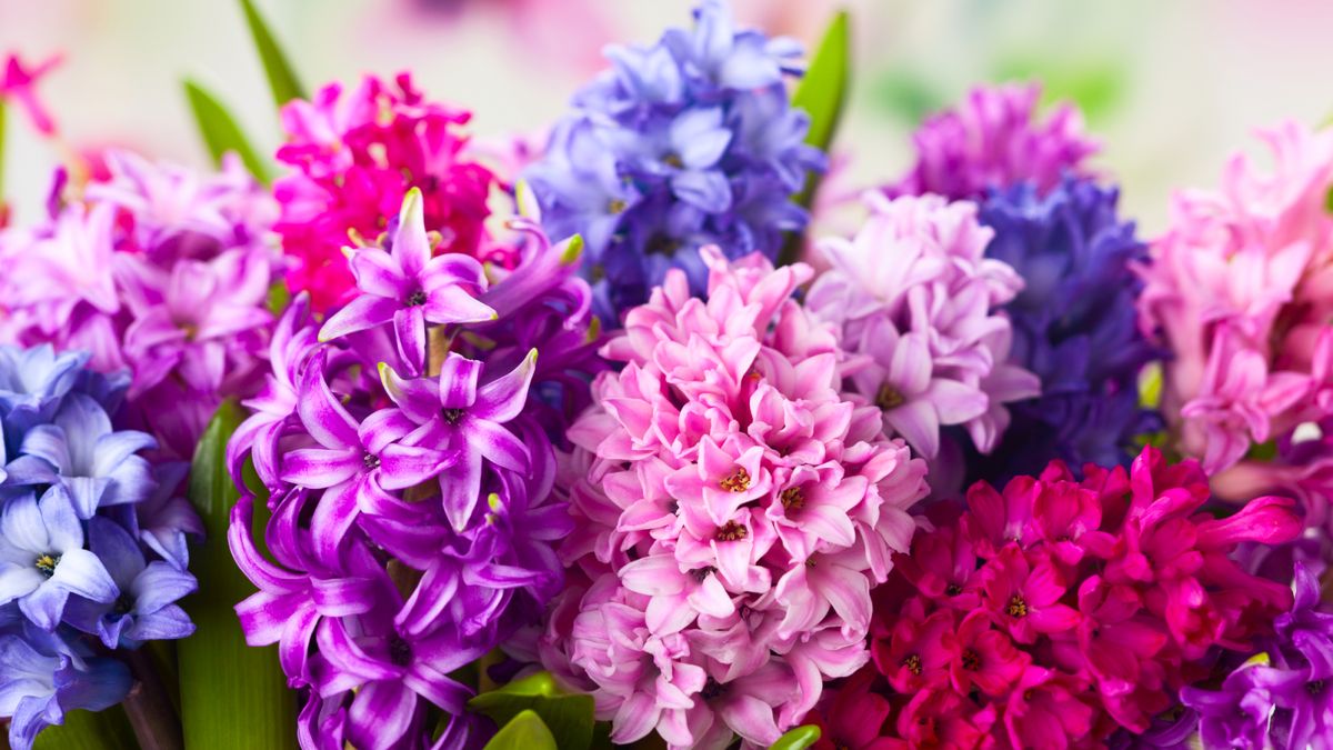 How to Plant Hyacinth Bulbs in September for Bowls of Fragrant Christmas Flowers