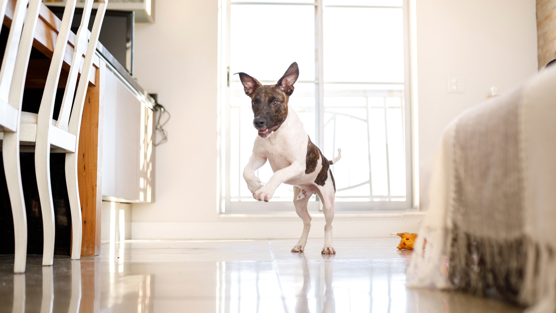 dog happily running through a well-lit room