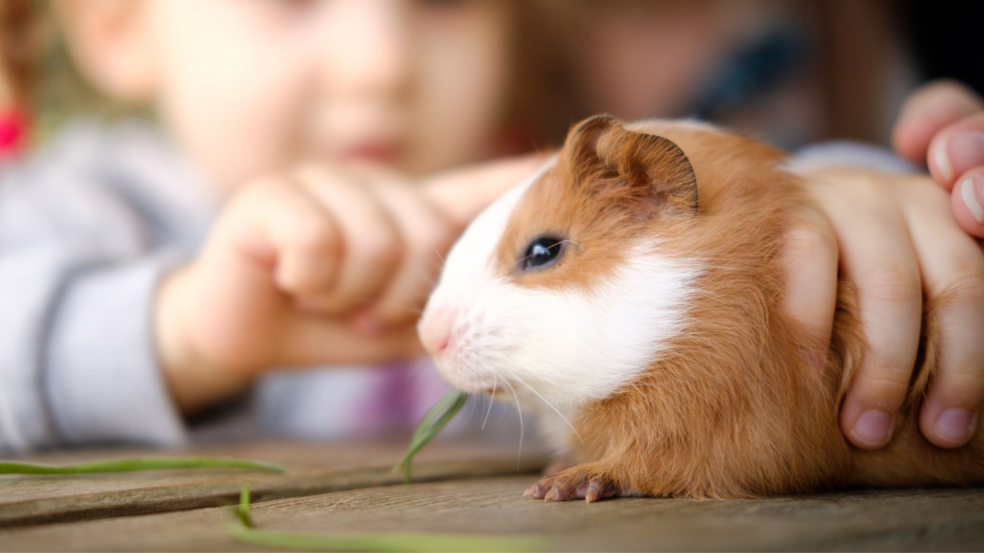 Guinea pig being stroked by a child while it eats grass