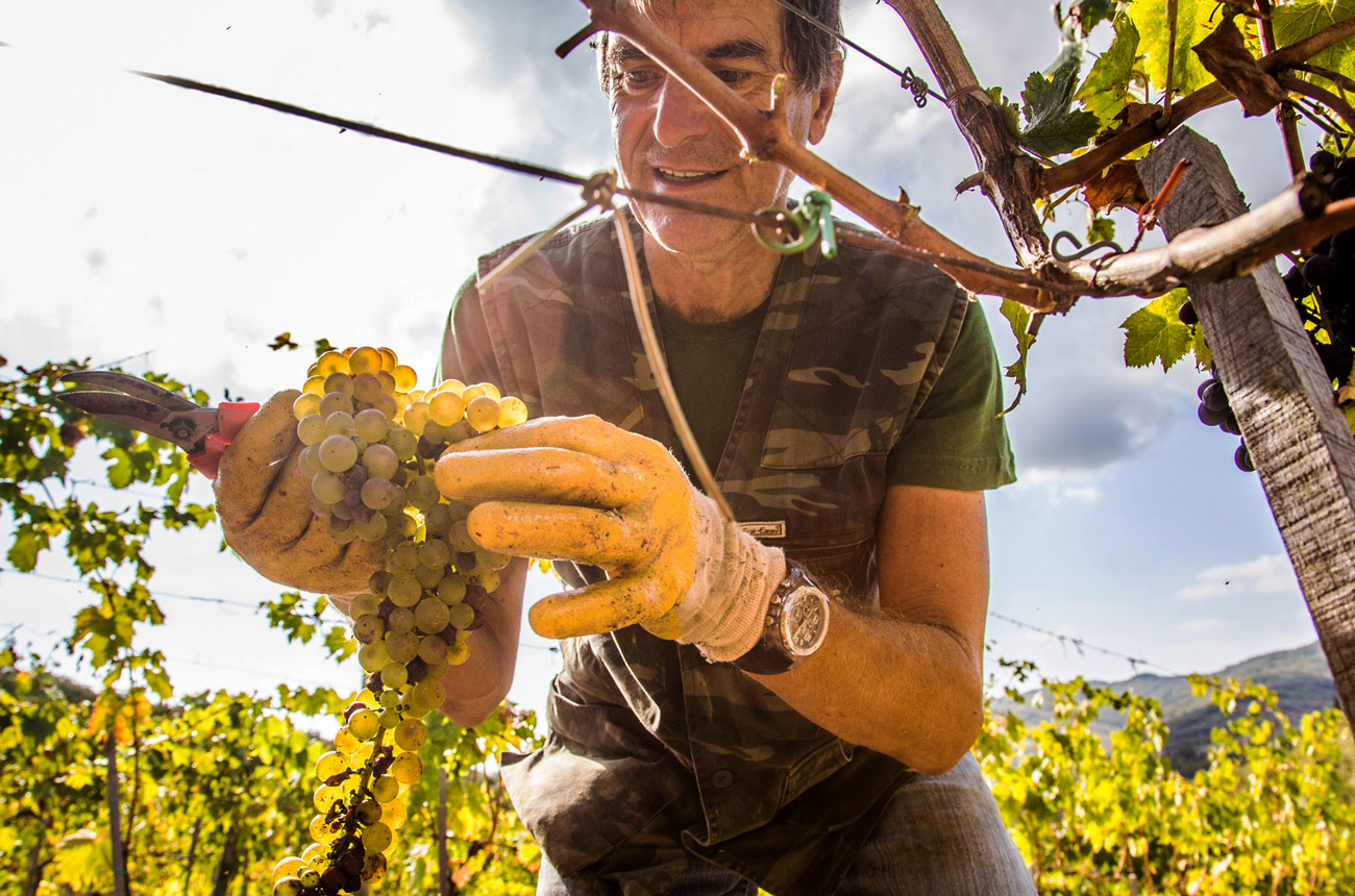Monteraponi Trebbiano Toscano
