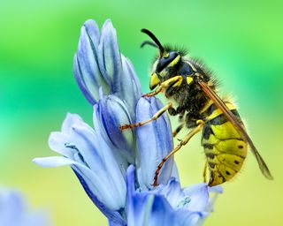 The European hornet