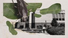 Photo collage of a cockroach sitting on a leaf and the New Parliament Building in New Delhi, India