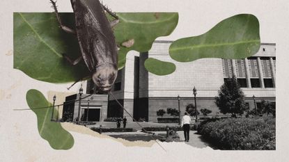 Photo collage of a cockroach sitting on a leaf and the New Parliament Building in New Delhi, India