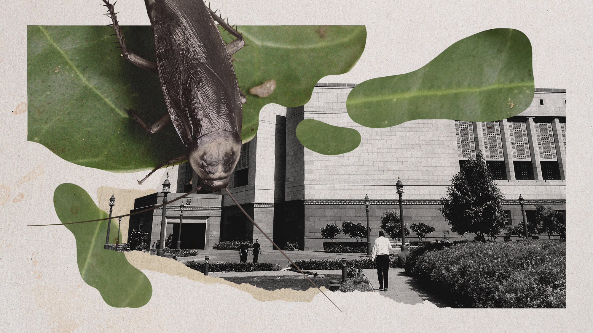 Photo collage of a cockroach sitting on a leaf and the New Parliament Building in New Delhi, India