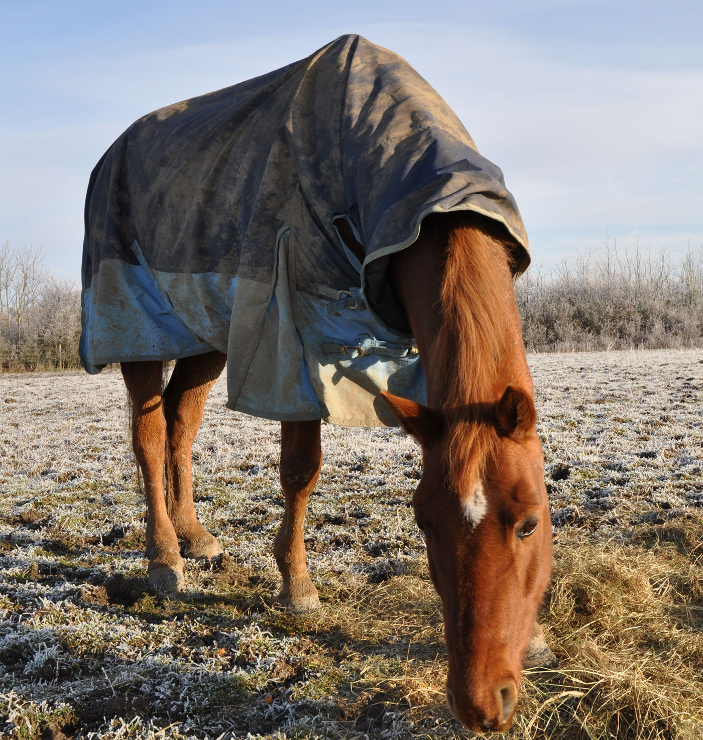 Dengie-Feed-for-condition-Winter