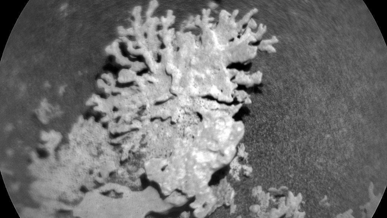 A black and white photo of a coral shaped rock