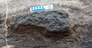 A close-up photo of the thalattosaur remains found in the ichthyosaur's stomach.