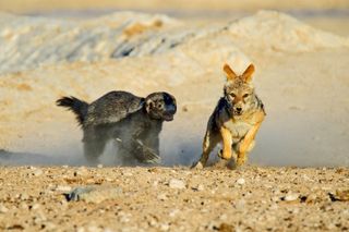 Honey badger chasing down a jackal.