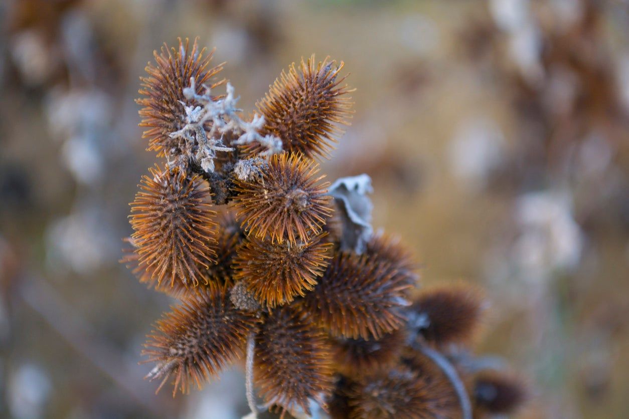 Weeds Growing On Cocklebur Plant