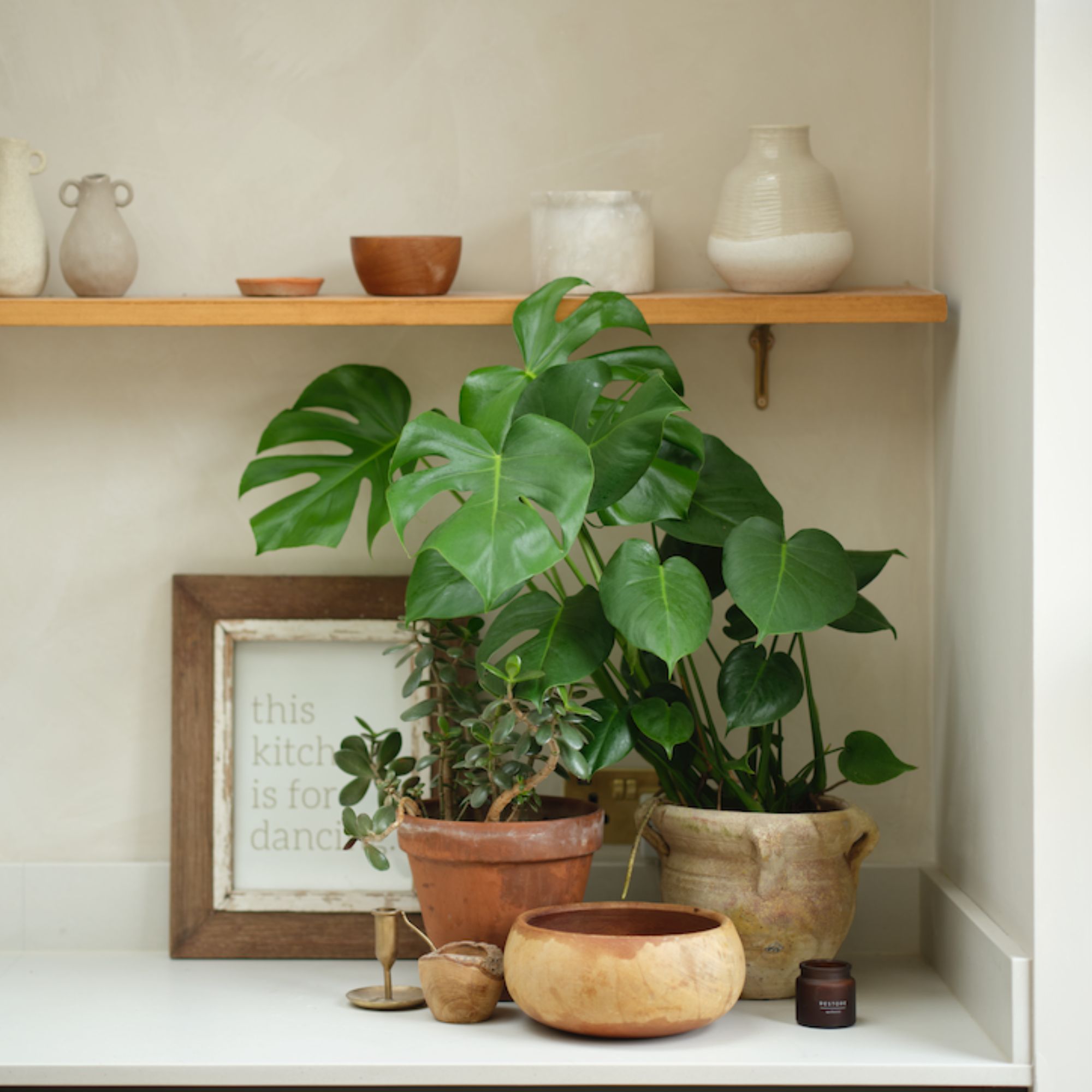 houseplants on worktop