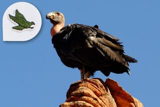 Lacoste X: Save Our Species, The California Condor