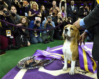 The Westminster Dog Show is getting a new addition: cats