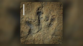 One of the footprints of the 6A tracksite. Scale bar is 10 centimeters.