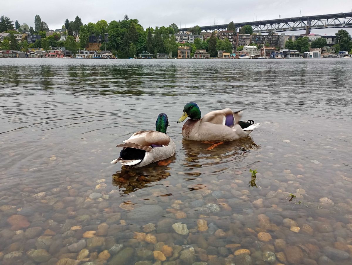 Ducks in the water