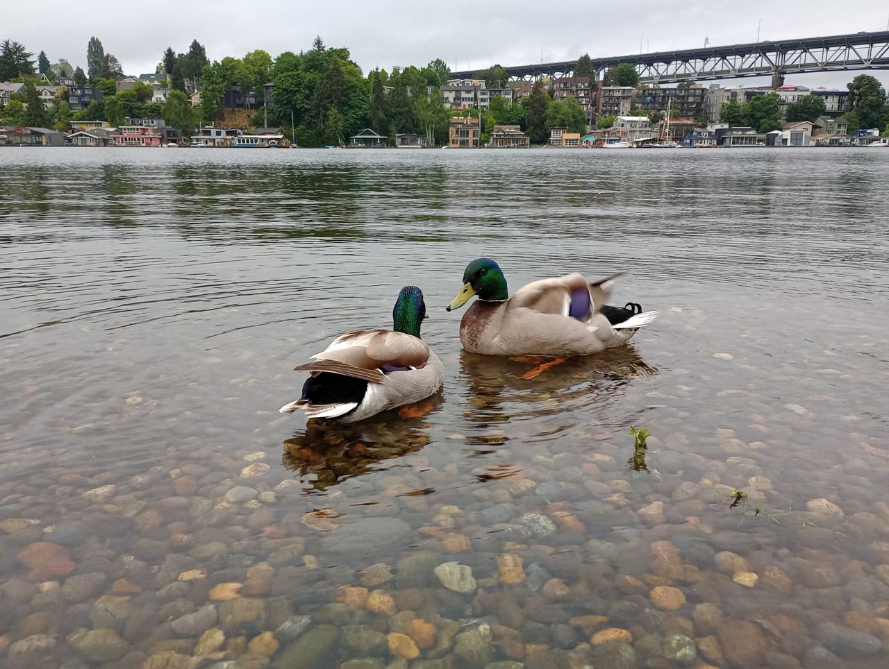 Ducks in the water