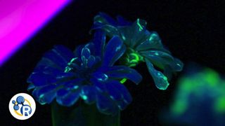 Fluorescent Flowers