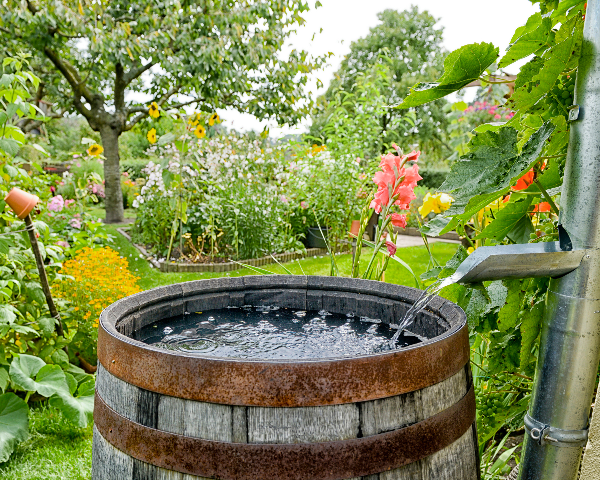 Rain barrel collecting water in garden