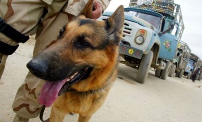 Brit, a bomb-sniffing military dog, searches for explosives in Afghanistan: The American commando team that killed Osama bin Laden on Sunday included a similar "war dog."
