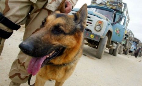 Brit, a bomb-sniffing military dog, searches for explosives in Afghanistan: The American commando team that killed Osama bin Laden on Sunday included a similar &amp;quot;war dog.&amp;quot;