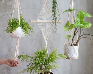 Selection of houseplants hanging in baskets