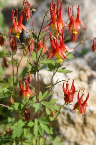 Close up of Eastern Red Columbine flower