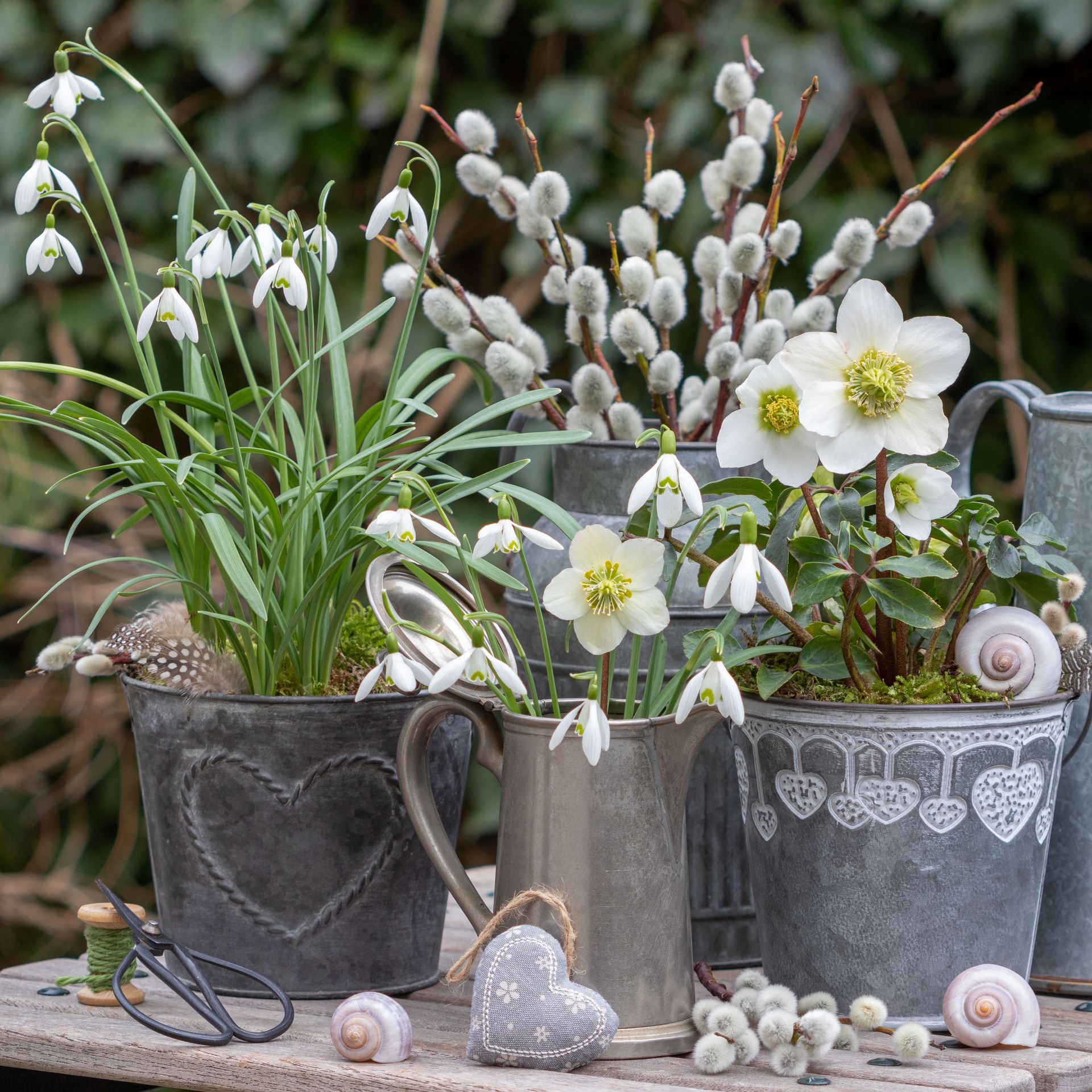 hellebores and snowdrops in containers in late winter garden