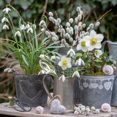 hellebores and snowdrops in containers