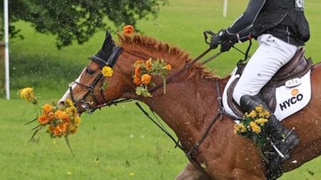 Chestnut Night Prowler lands from the fence with his mouth full of flowers