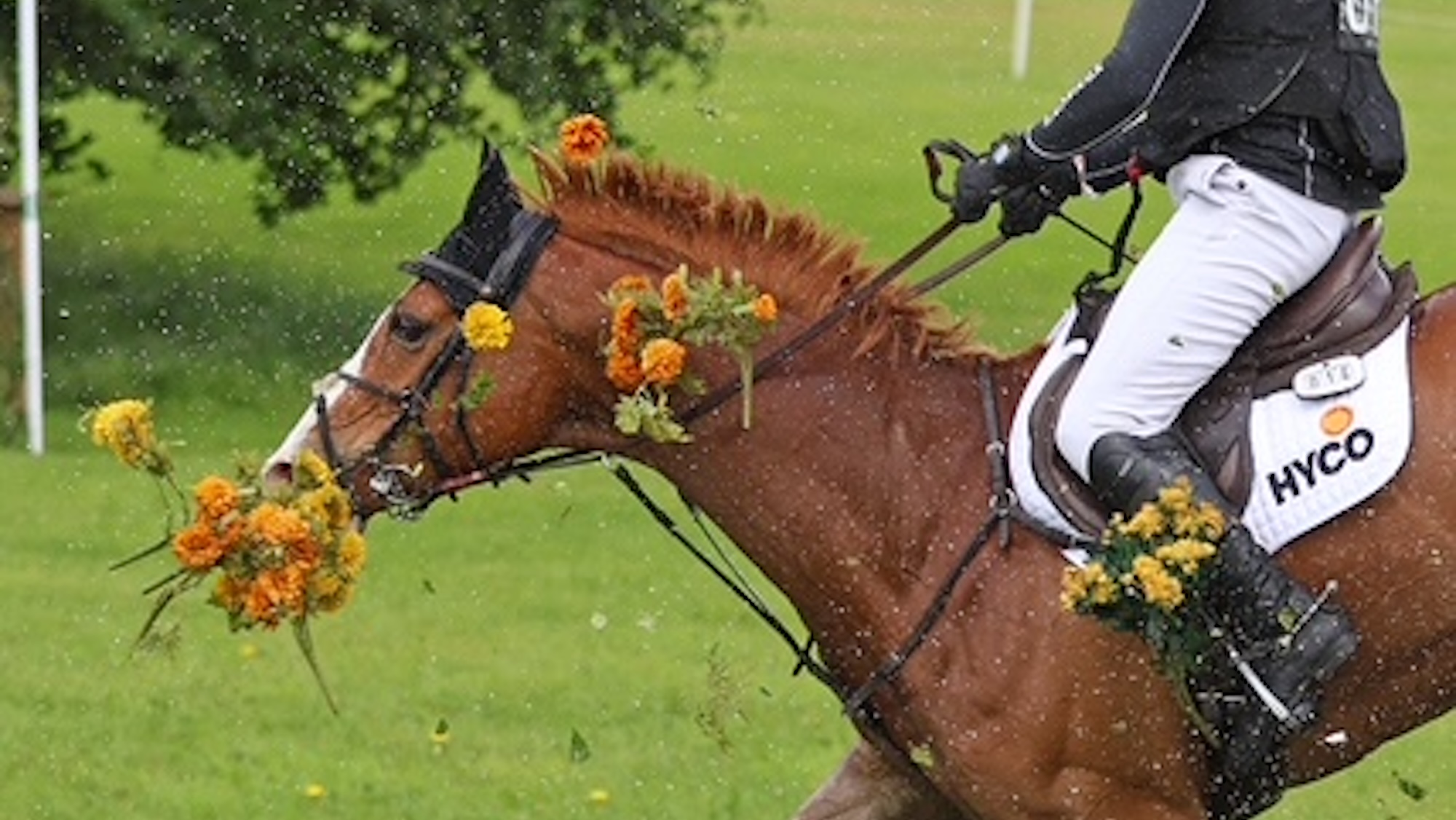 Chestnut Night Prowler lands from the fence with his mouth full of flowers