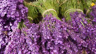 Small bunches of lavender