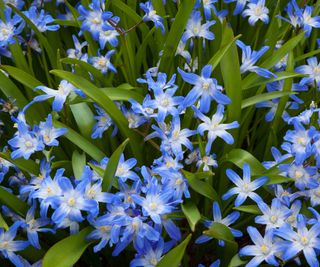 Cluster of blue Chionodoxa flowers