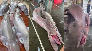 Three pictures of the pregnant goblin shark and her pups.