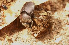 A dung beetle on a piece of poop.