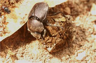 A dung beetle on a piece of poop.