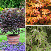 Japanese Maple Acer Collection  | £29.97