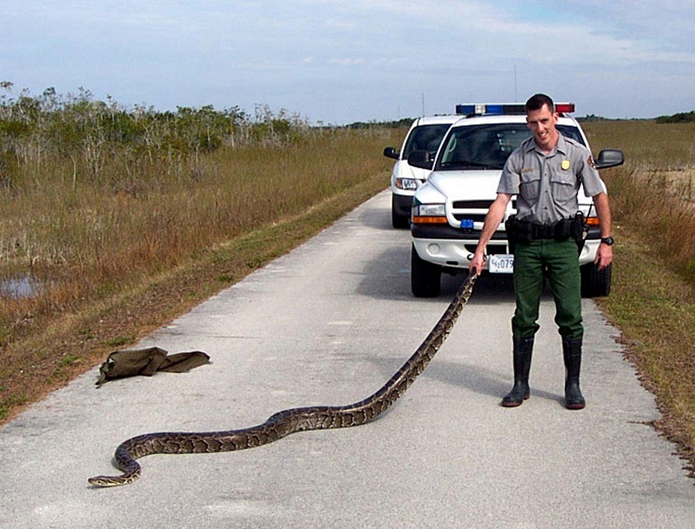 Photos Giant Pythons Invade Everglades Live Science