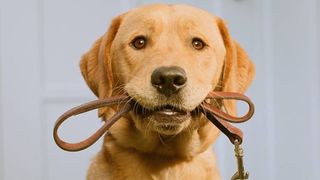 Dog holding one of the best dog leashes in his mouth