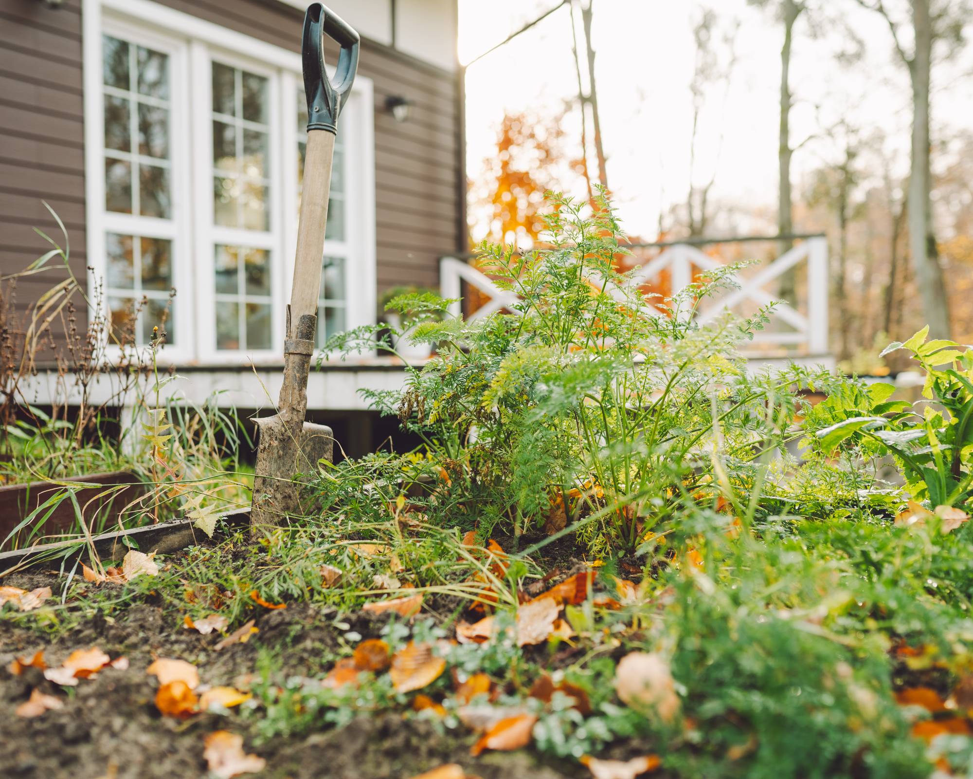 Carrots in veggie garden in the fall